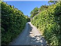 High hedges near Plas-corniog