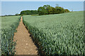 Farmland, Potsgrove