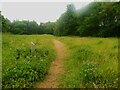 Flower meadow in Raw Nook Nature Reserve, Low Moor