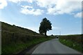 Lone tree east of Tynycoed on B4575