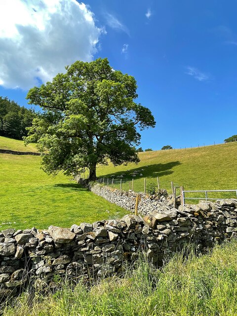 Solitary tree in a field boundary © Graham Hogg cc-by-sa/2.0 ...