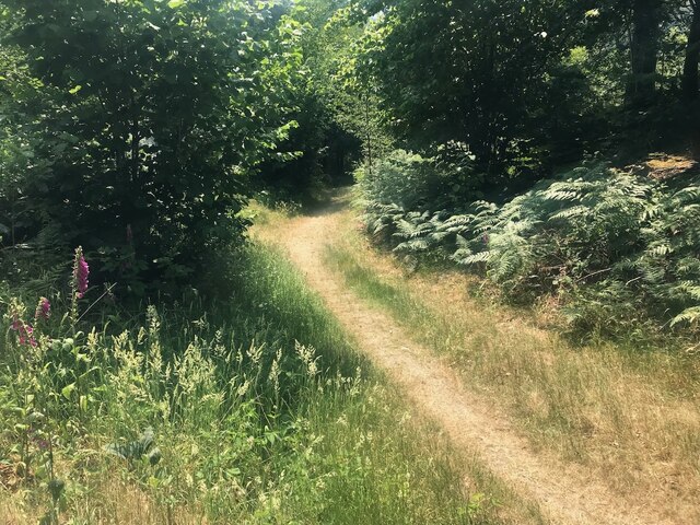 Track in Fell Foot Wood © David Lally :: Geograph Britain and Ireland