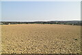 Large tilled field