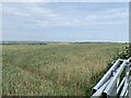 Gateway to a wheat field