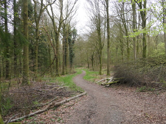 Path, Cally Woods © Richard Webb :: Geograph Britain and Ireland