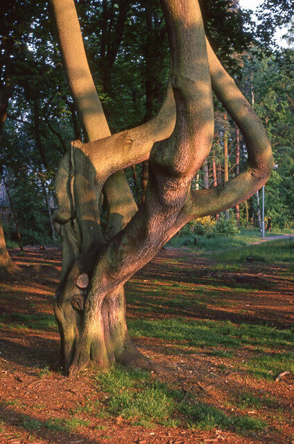 Part of a tree in Heatherside