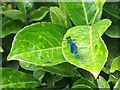 Damselfly on a hedge