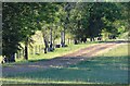 Tree-lined track at Muirend