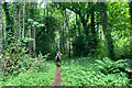 Path through the woods by Bunchrew House