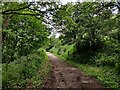 Track through Gorse Covert