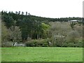 Hafod Old Mansion ruins