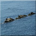 NO5502 : Cormorants on the rocks by Richard Sutcliffe