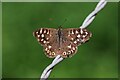 TL5141 : Speckled Wood on A Wire by Glyn Baker