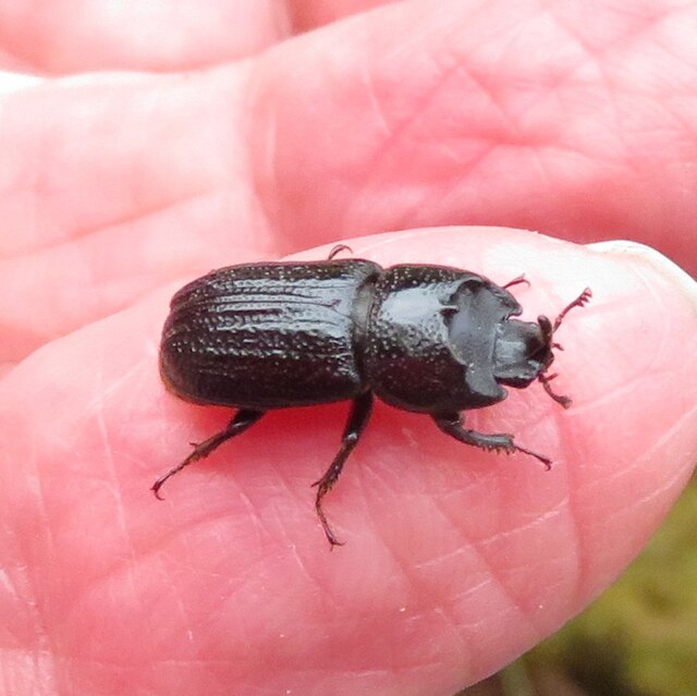 Rhinoceros Beetle at Bamff © M J Richardson cc-by-sa/2.0 :: Geograph