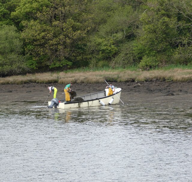 Seaweed harvesting Gerald England Geograph Ireland