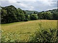 A field near Rhosynwst