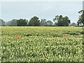 Field of wheat