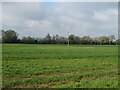 Crop field off Hinton Road