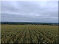 Childrey farmland