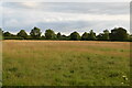 Pasture, Hankerton