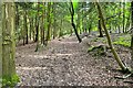 Bridleway through Crab Plantation