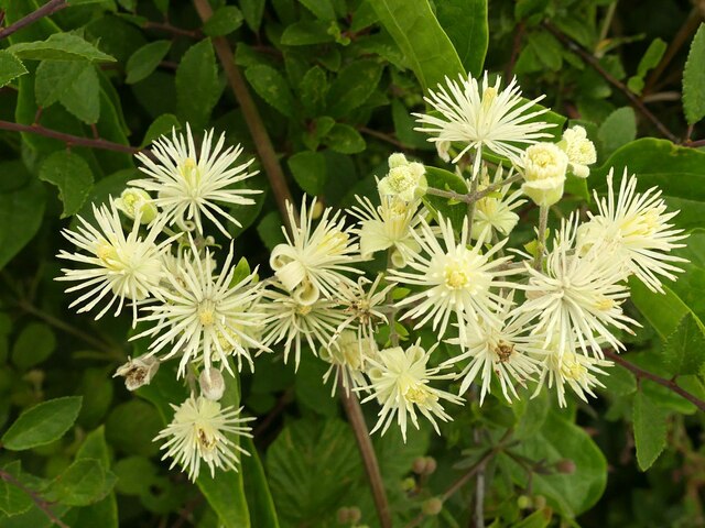 Wild clematis © Alan Murray-Rust :: Geograph Britain and Ireland