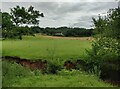 Sheep and pasture at Drakelow