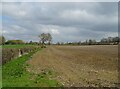 Field and hedgerow, Bridge Field