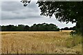 Kerdiston: Barley crop