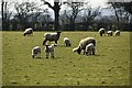 Sheep and lambs