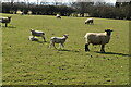 Sheep and lambs