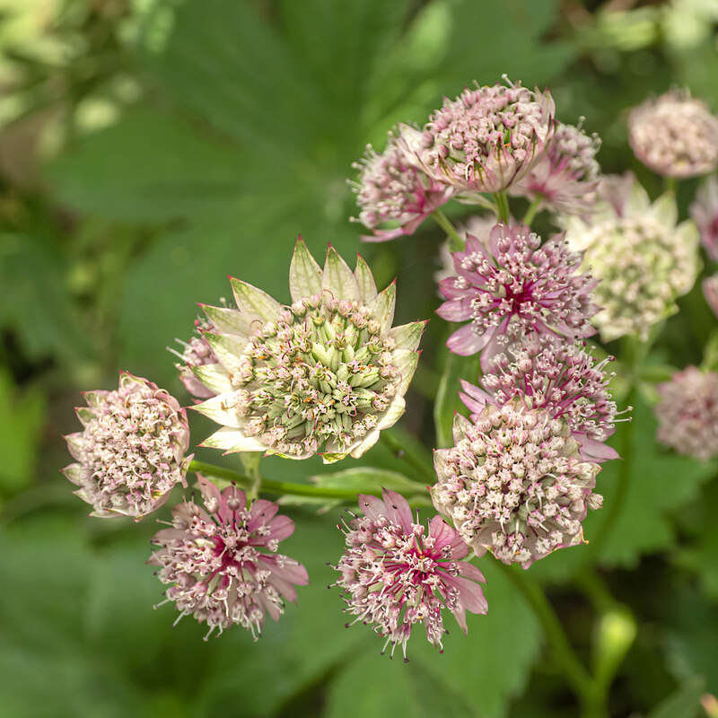 Astrantia - star of the summer garden © Jonathan Billinger cc-by-sa/2.0 ...