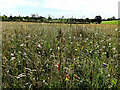 Wildlife area, Tullyrush