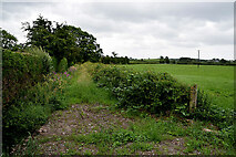 H4865 : Overgrown lane, Tullyrush by Kenneth  Allen