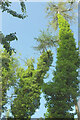 SX8863 : Climber-clad trees, Hollicombe Lake valley by Derek Harper
