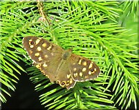 SE8096 : Speckled Wood by T  Eyre