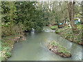 River Blackwater below Bradford Bridge, Bocking