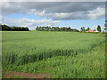 Oat field at Balgavies