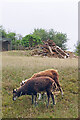 Soay lambs