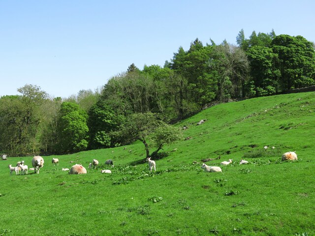 rough-pasture-west-of-square-plantation-mike-quinn-cc-by-sa-2-0