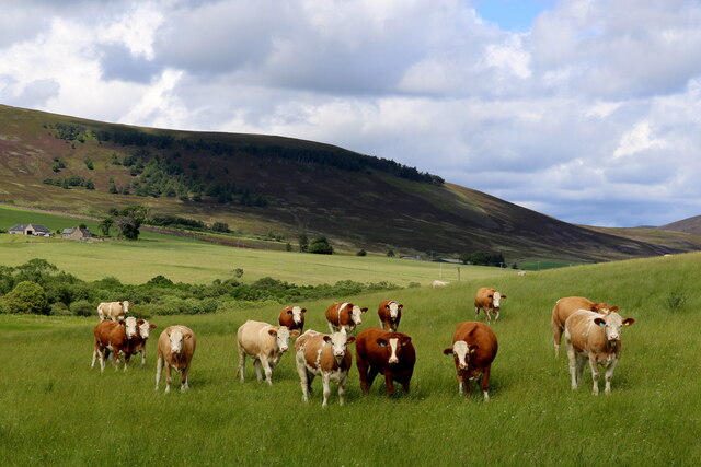 Cattle in rich pasturage by Tomchar © Des Colhoun :: Geograph Britain ...