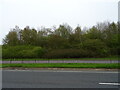 Woodland beside the A46