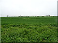 Cereal crop off Evesham Road