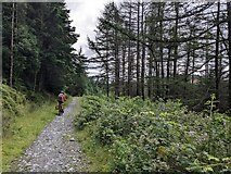 SN7390 : Single-track on the Restricted Byway through the forest by David Medcalf
