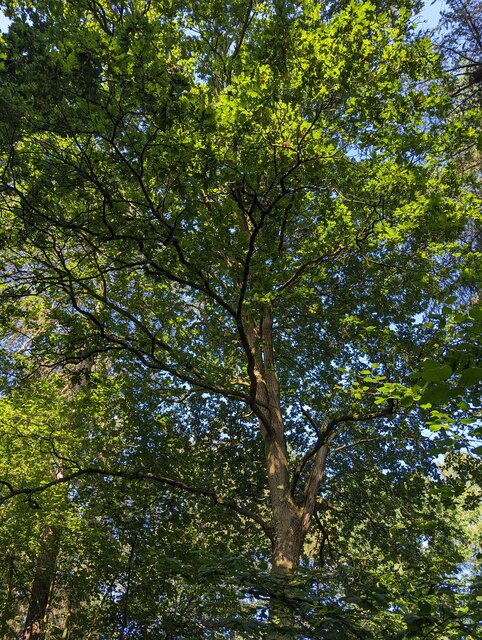 always-look-up-bob-harvey-cc-by-sa-2-0-geograph-britain-and-ireland