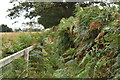 Overgrown bridleway