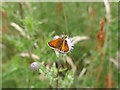 TQ8933 : Small Skipper butterfly by Phil Brandon Hunter