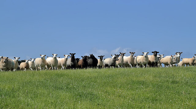 A line-up of sheep at Lamberton © Walter Baxter :: Geograph Britain and ...