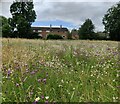 Wildflower meadow at Low Habberley