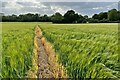 Footpath to the Duck